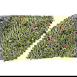 Rose Hedge, 3 Stck - 4,5 cm / 2 inch